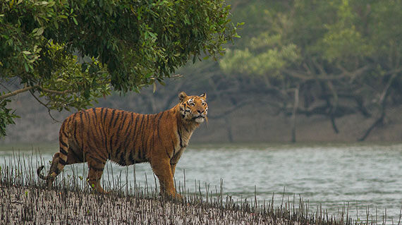 Sundarbans Tigers