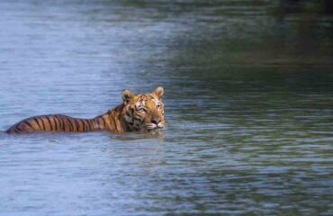 Tiger Swimming in Sundarbans Mangroves