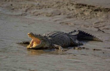 Water Crocodile