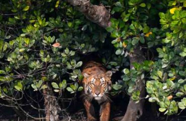 Bengal Tiger in Mangroves