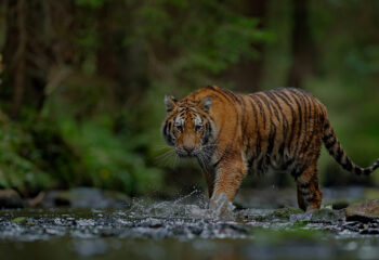 Tiger In Bandhavgarh Jungle