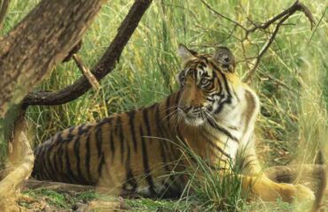 Sub-Adult Riddhi Tigress