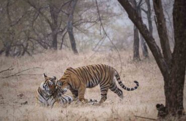 Riddhi-Siddhi Sub-Adult Tigers
