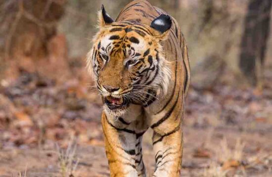 Bandhavgarh Tiger Reserve Male Tiger Bamera Son head-on