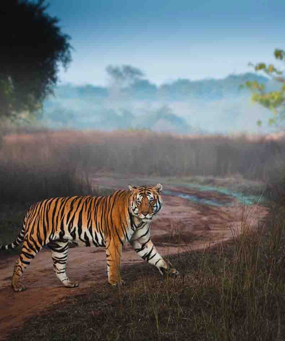 Bandipur National Park male tiger crossing road in evening safari