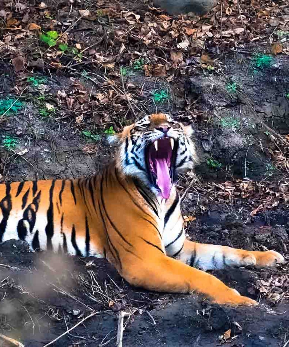 Bandipur National Park tiger yawning
