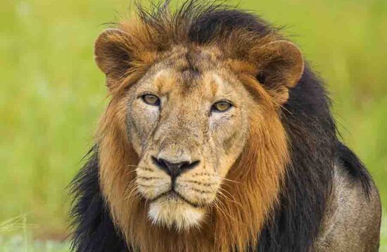 Gir National Park male lion with big mane sitting in grasslands