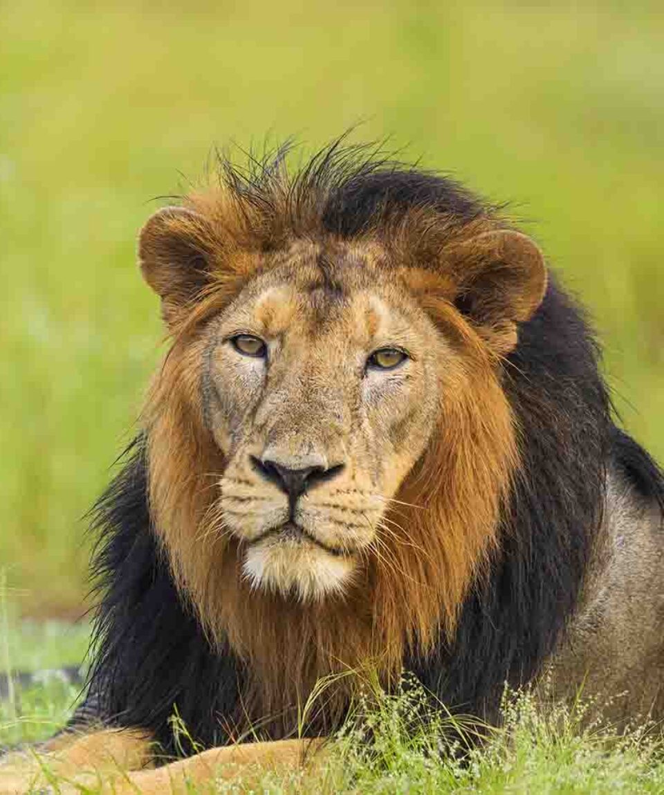 Gir National Park male lion with big mane sitting in grasslands