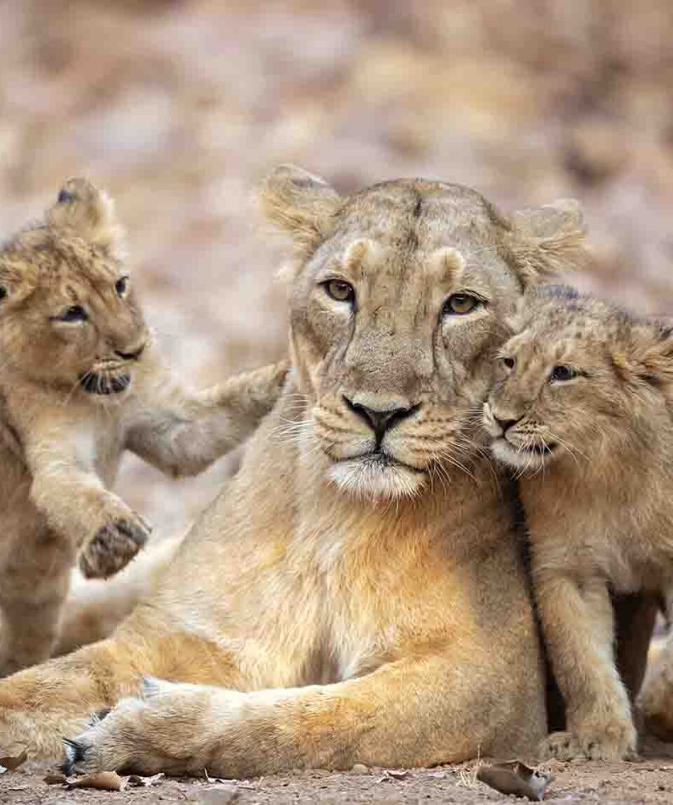Gir National Park female lioness with 2 cubs cuddling