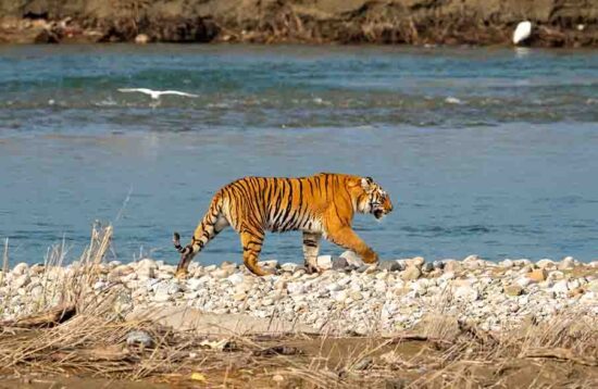 Jim Corbett Tiger Reserve Parwali Tigress walking across river bed