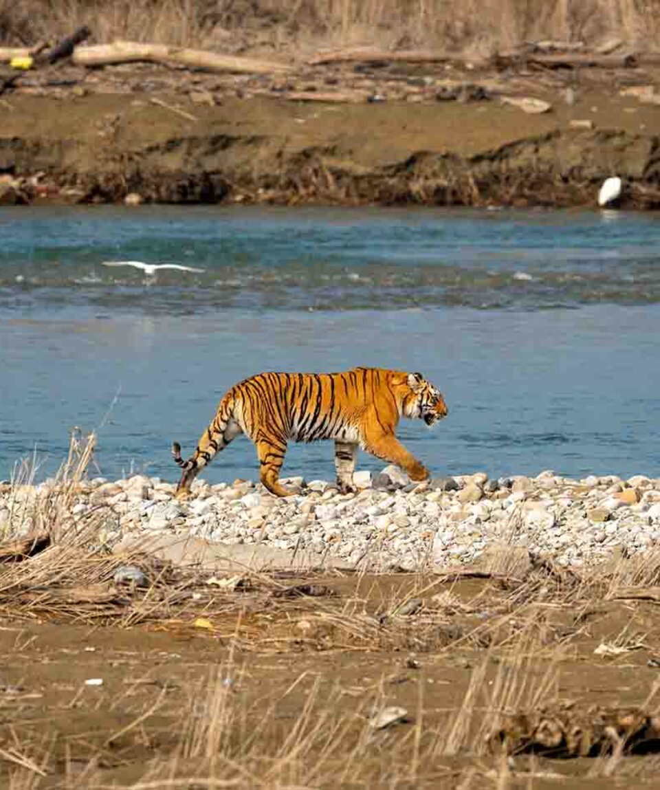 Jim Corbett Tiger Reserve Parwali Tigress walking across river bed