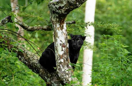 Kabini national park famous black panther Saaya