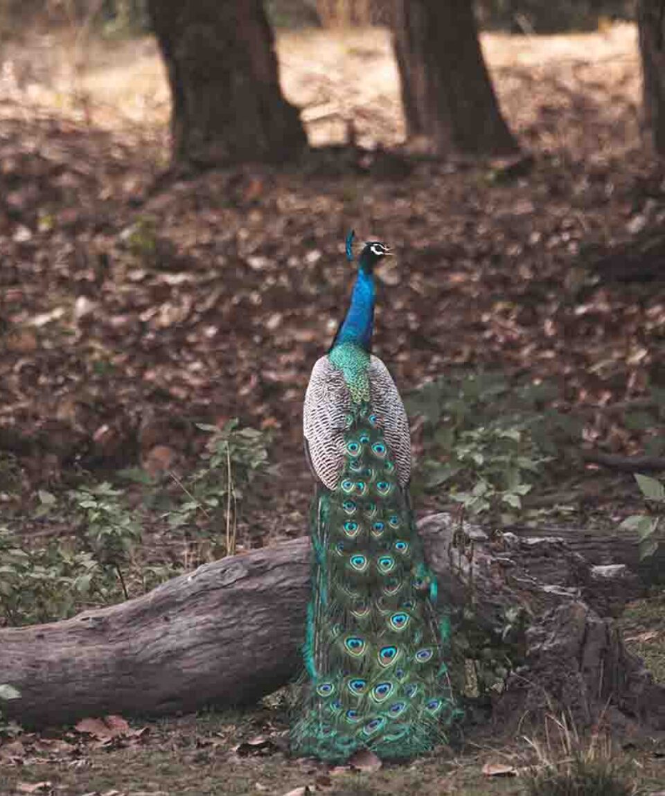 Kanha Tiger Reserve Peacock perched on tree trunk