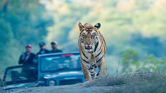 Panna Tiger Reserve Tiger walking head on