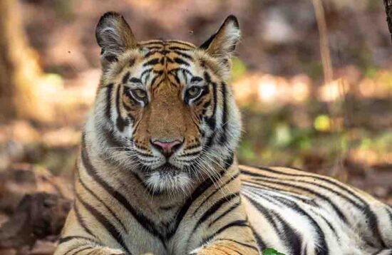 Panna Tiger Reserve Male Tiger