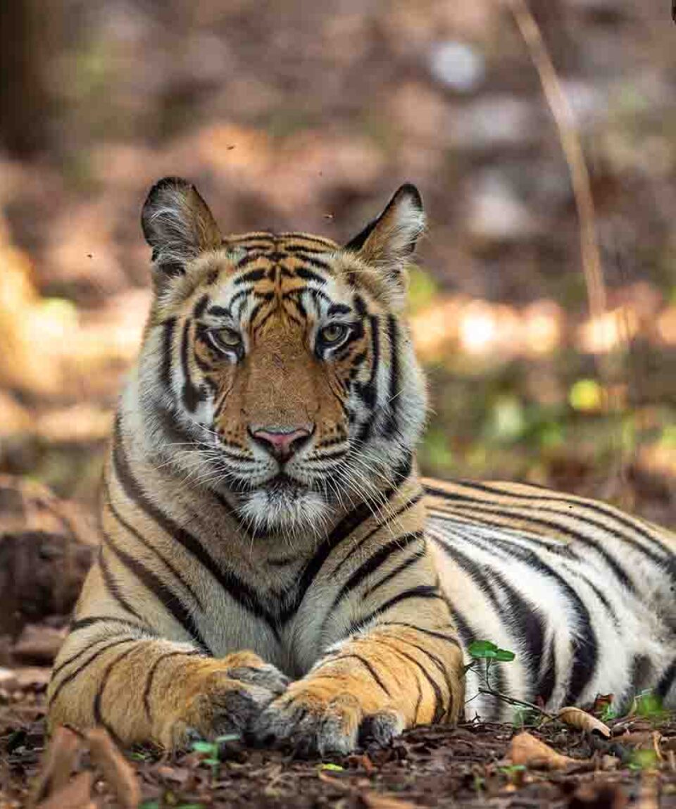 Panna Tiger Reserve Male Tiger