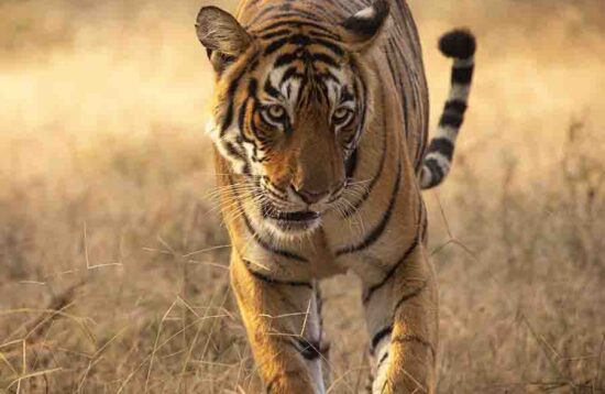 Queen of Ranthambore Tiger Reserve Arrowhead Tigress head-on