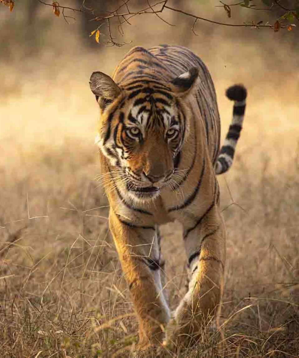 Queen of Ranthambore Tiger Reserve Arrowhead Tigress head-on