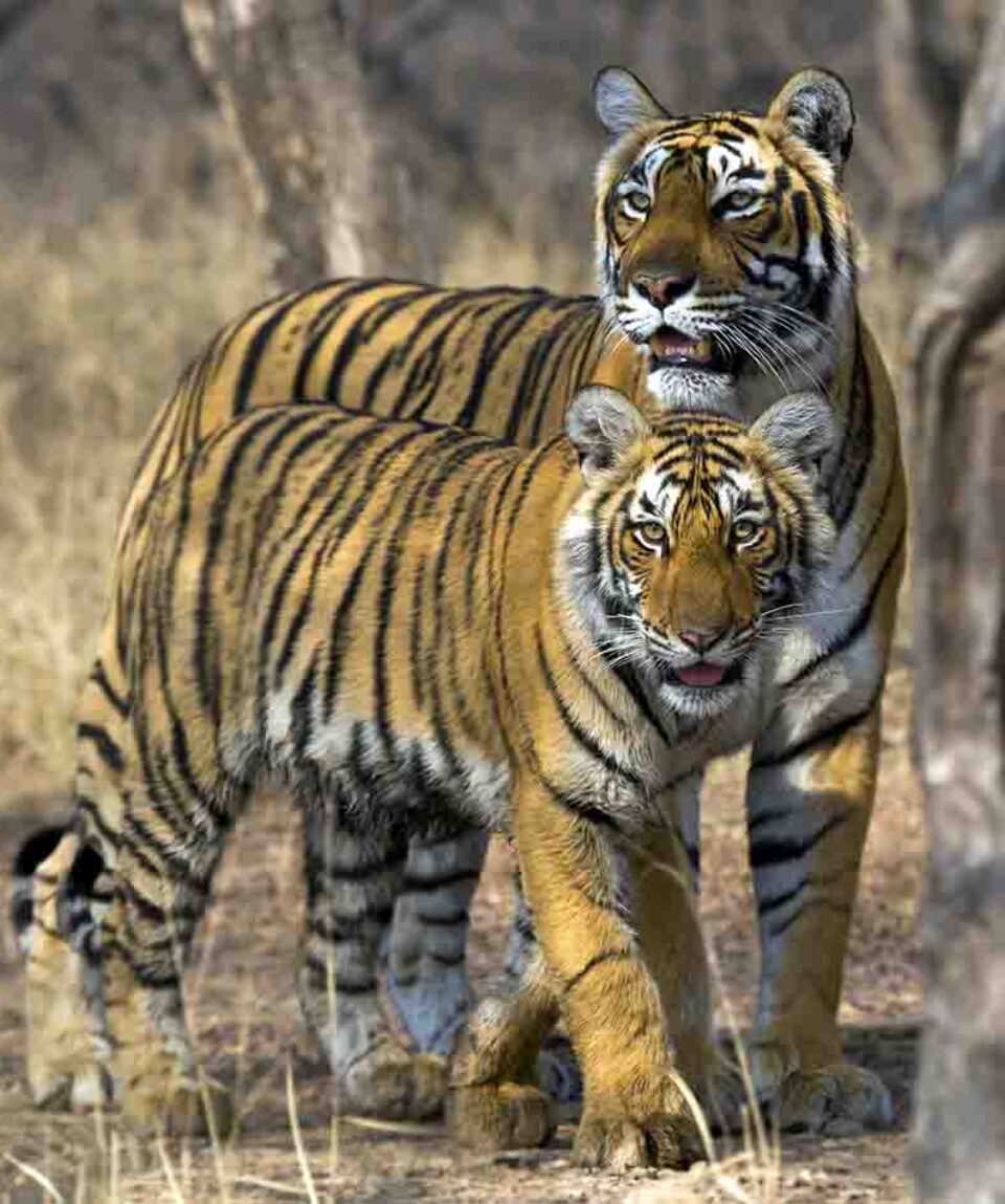 Satpura National Park mating tigers