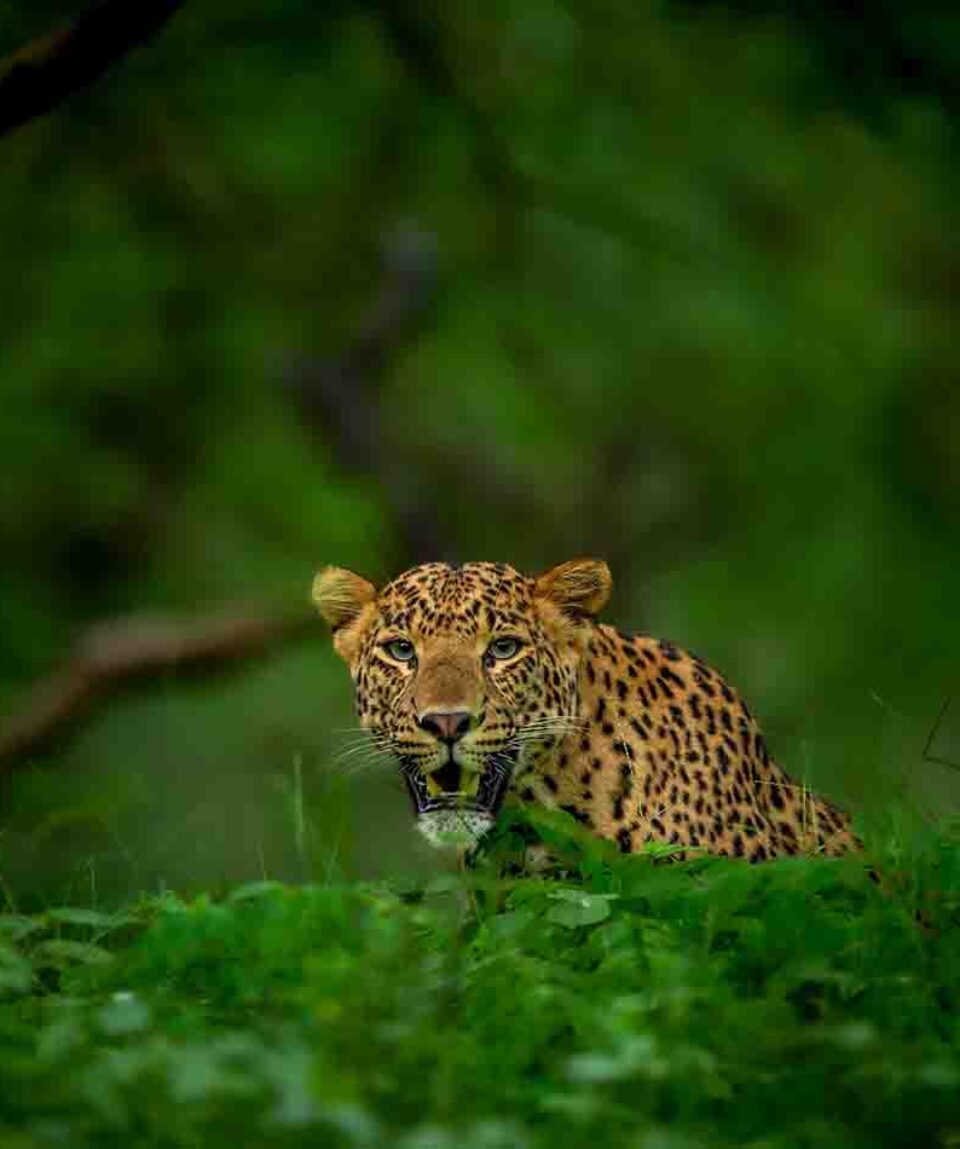 Satpura National Park Leopard looking at camera