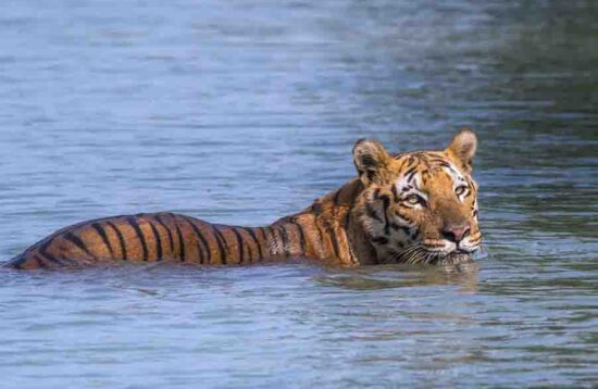 Sundarbans Tiger Reserve Tiger Swimming