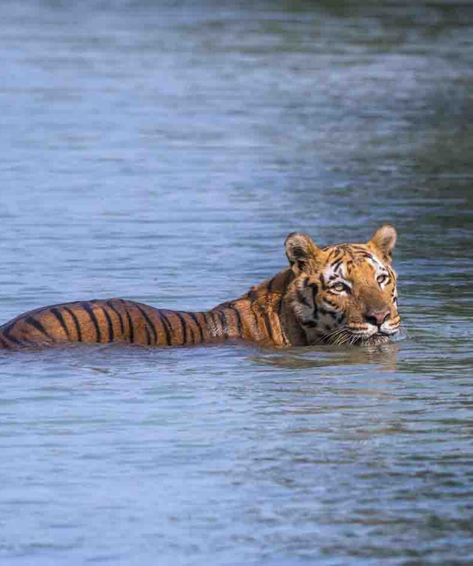 Sundarbans Tiger Reserve Tiger Swimming