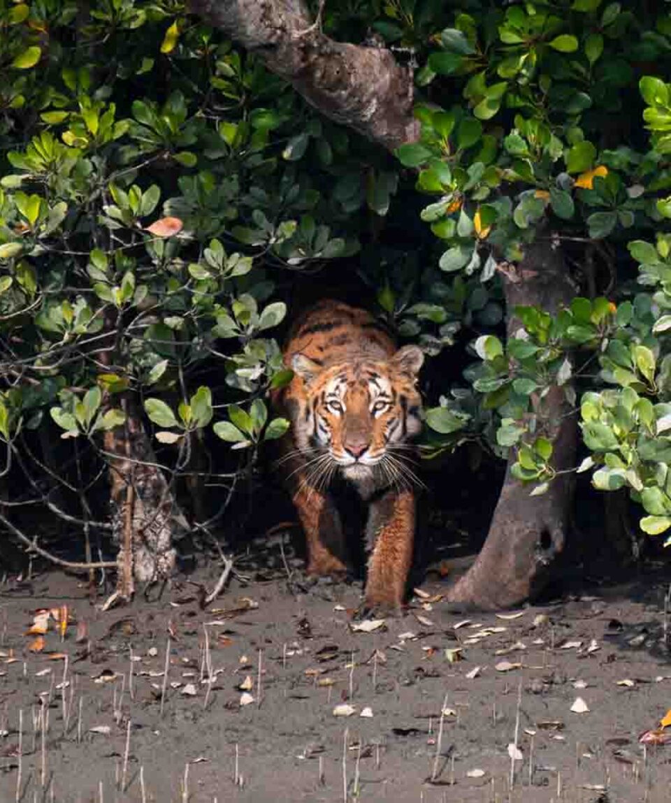 Sundarbans Tiger Reserve Tiger in mangroves