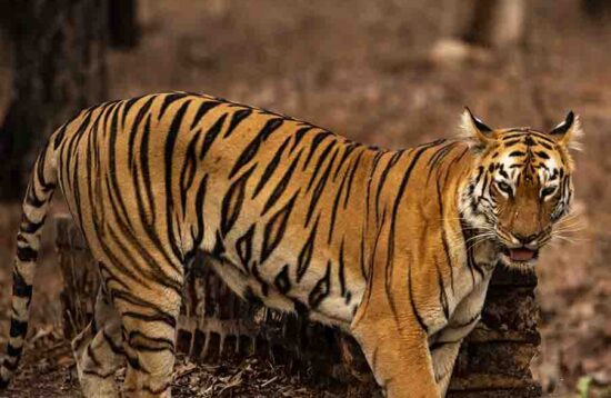Tadoba Tiger Reserve Tigress Maya