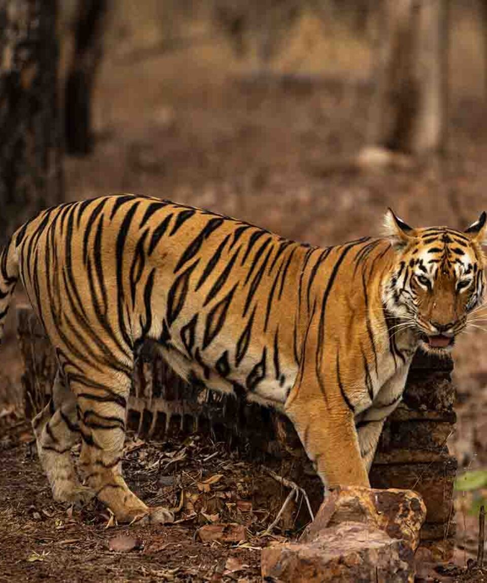 Tadoba Tiger Reserve Tigress Maya