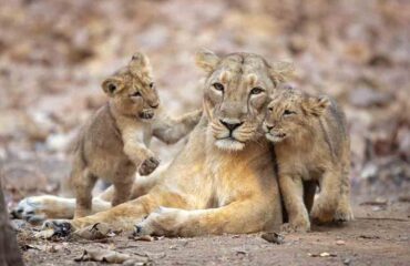 Female Asiatic Lion & Cubs