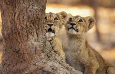 Asiatic Lion Cubs
