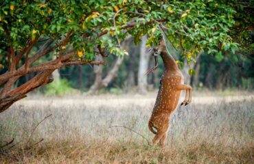 Male Cheetal Deer Eating