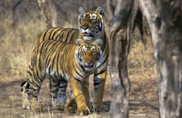 Tigress with Cub