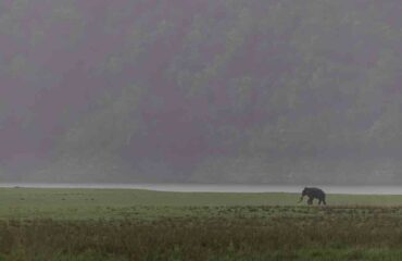Indian Elephant with Dhikala Landscape