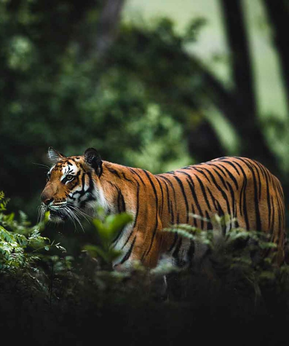 Tiger in thick Jim Corbett forest leaves