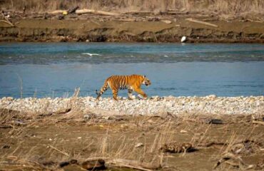 Bengal Female Tiger on Ramganga Riverbed