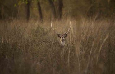 Male Spotted Deer or Chital