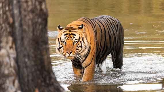 D1 Male tiger in Bandhavgarh Tiger Reserve