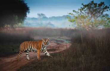Male Bengal Tiger