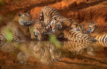 Adult Male Tiger with Cubs